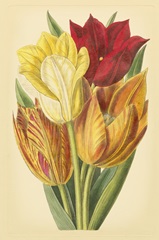 Tulip Array II