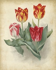 Tulip Florilegium