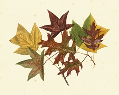 Tulip Tree, Sweet Gum and Scarlet Oak