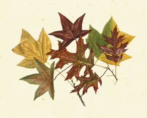 Tulip Tree, Sweet Gum and Scarlet Oak