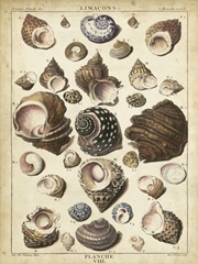 Turban Shells