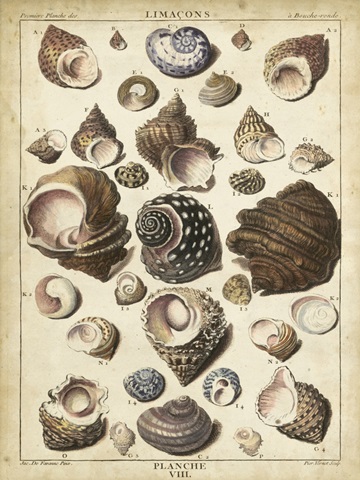 Turban Shells