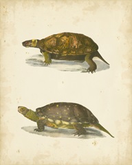 Turtle Duo I
