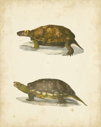 Turtle Duo I