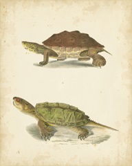 Turtle Duo II