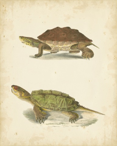 Turtle Duo II