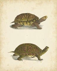 Turtle Duo III
