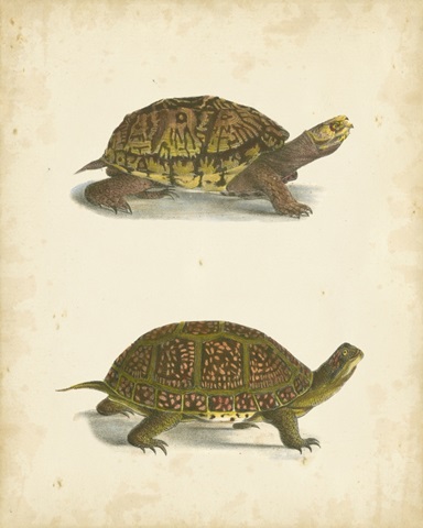 Turtle Duo III