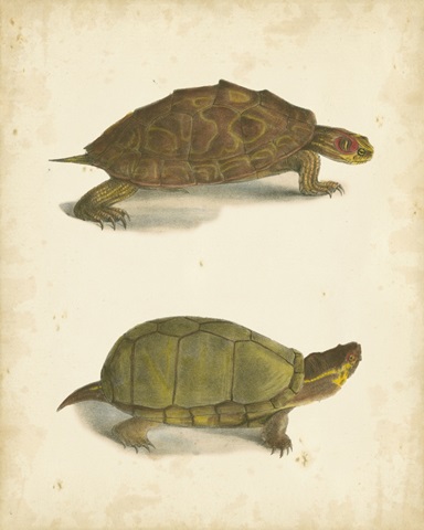 Turtle Duo IV