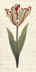 Twin Tulips I