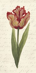Twin Tulips II