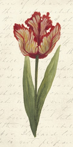 Twin Tulips II
