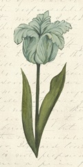 Twin Tulips VI