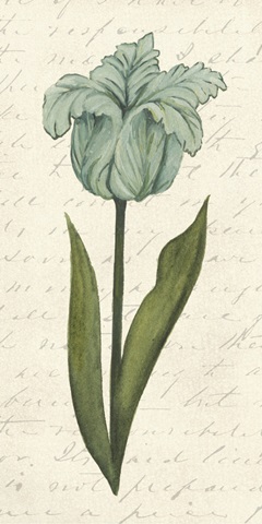Twin Tulips VI