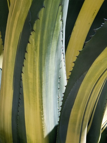 Variegated Agave I