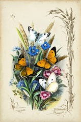 Victorian Butterfly Garden I