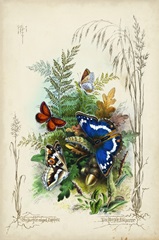Victorian Butterfly Garden III