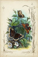 Victorian Butterfly Garden IV