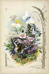 Victorian Butterfly Garden V