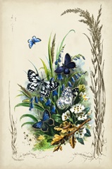 Victorian Butterfly Garden VIII