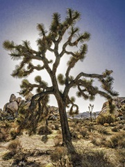 Views of Joshua Tree I