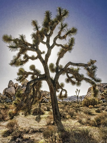 Views of Joshua Tree I