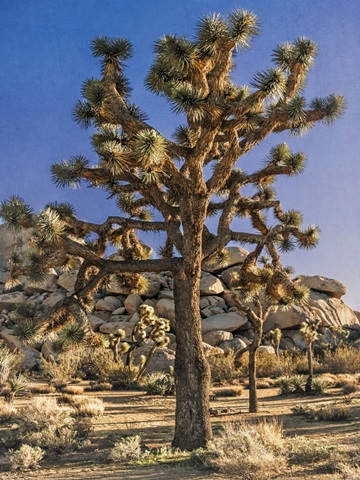 Views of Joshua Tree II