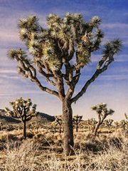 Views of Joshua Tree IV