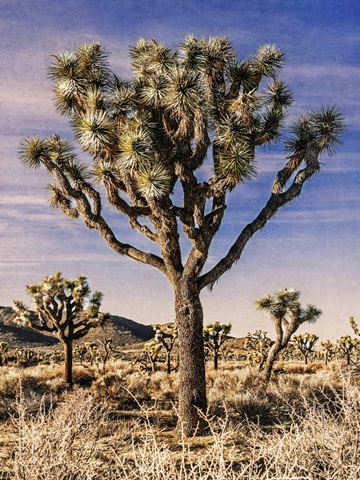 Views of Joshua Tree IV