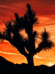Views of Joshua Tree VI