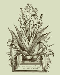 Vintage Aloe IV
