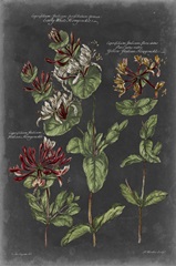Vintage Botanical Chart IV