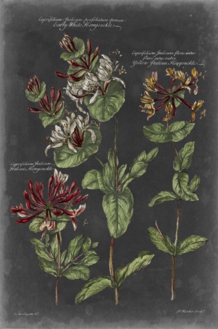 Vintage Botanical Chart IV