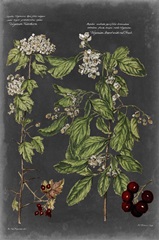 Vintage Botanical Chart VI