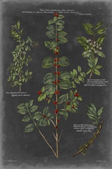 Vintage Botanical Chart VIII