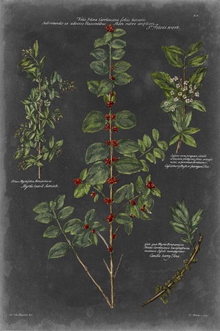 Vintage Botanical Chart VIII