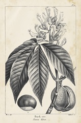 Vintage Buckeye Tree