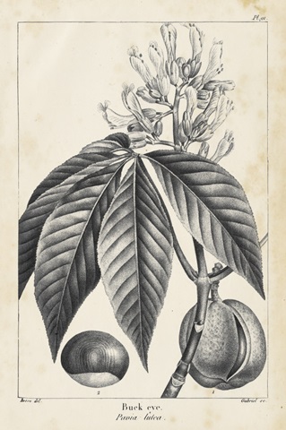 Vintage Buckeye Tree