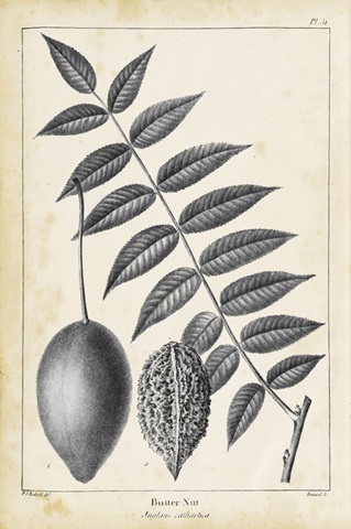 Vintage Butternut Tree