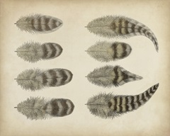 Vintage Feathers I