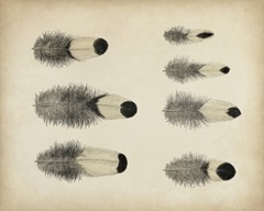 Vintage Feathers II