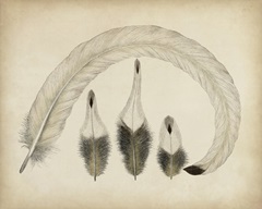 Vintage Feathers IV