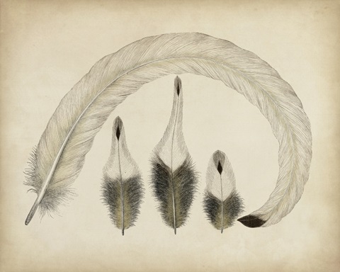 Vintage Feathers IV