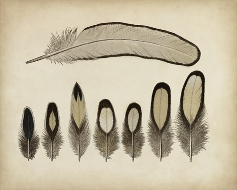 Vintage Feathers IX