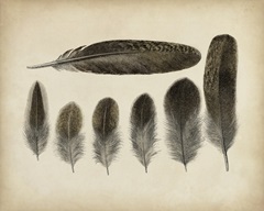 Vintage Feathers VI