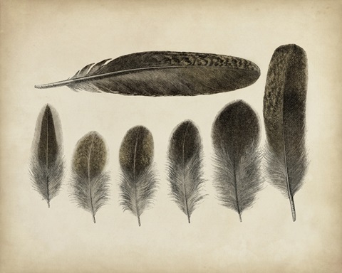 Vintage Feathers VI