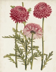Vintage Garden Beauties I