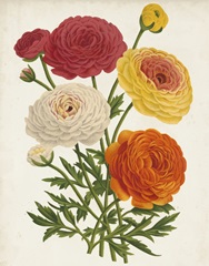 Vintage Garden Beauties II