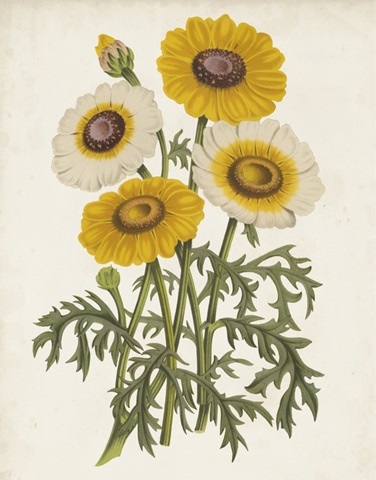 Vintage Garden Beauties III