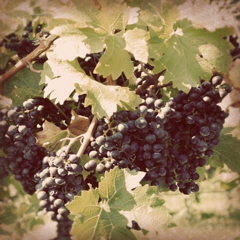 Vintage Grape Vines II